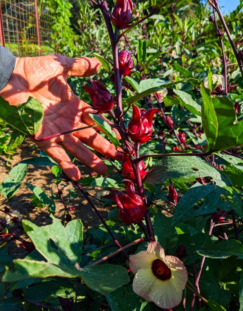 Organic Roselle Stem