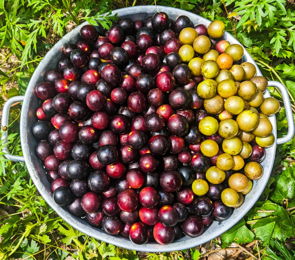 Muscadine Grapes