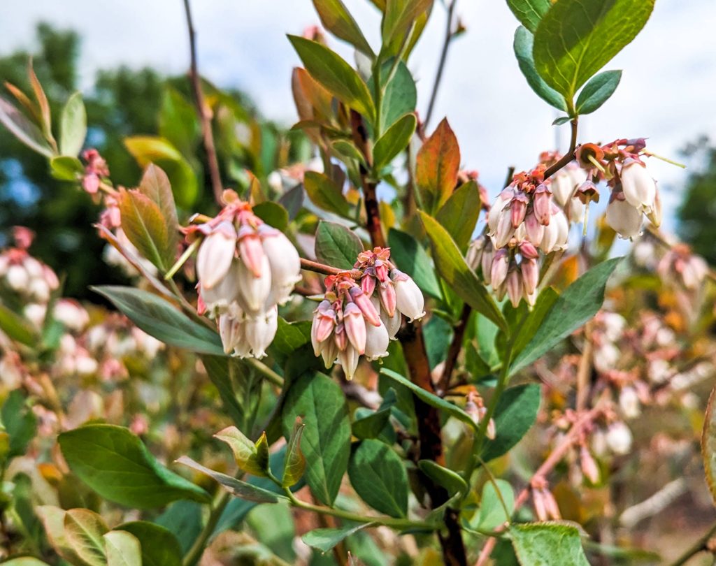 blueberry blooms 032123