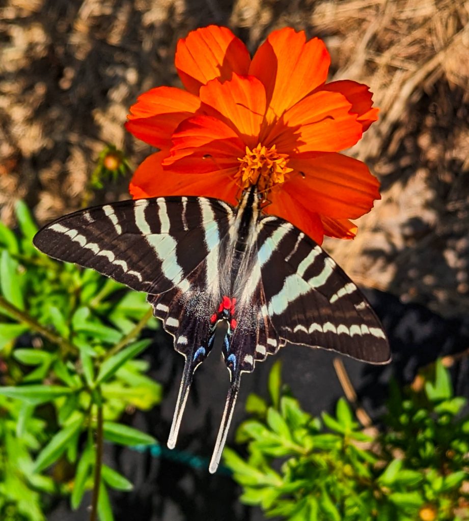 Zebra swallowtail butterfly