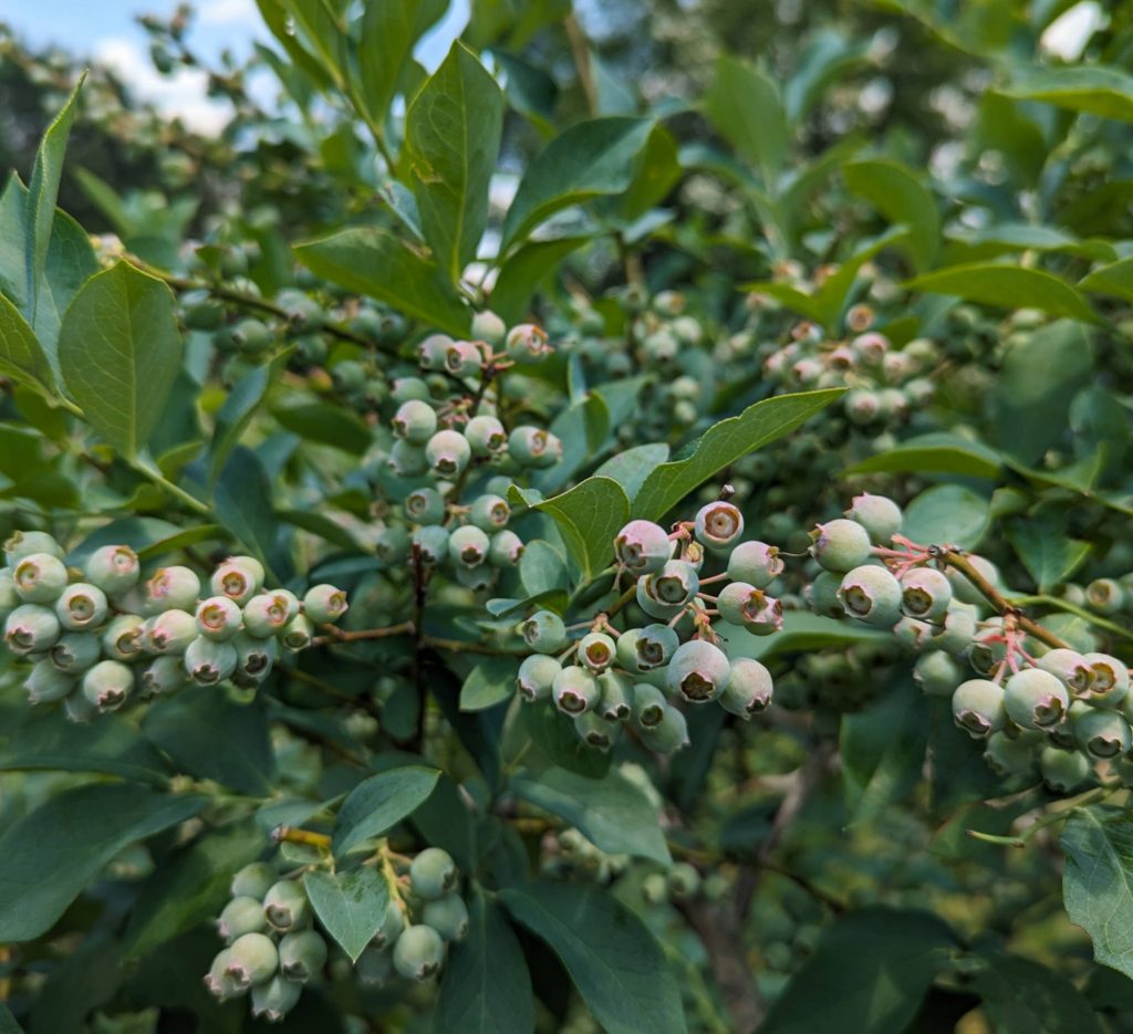 Immature Green Rabbit Eye Blueberries Organically Grown, Ripening Now, Ready in June