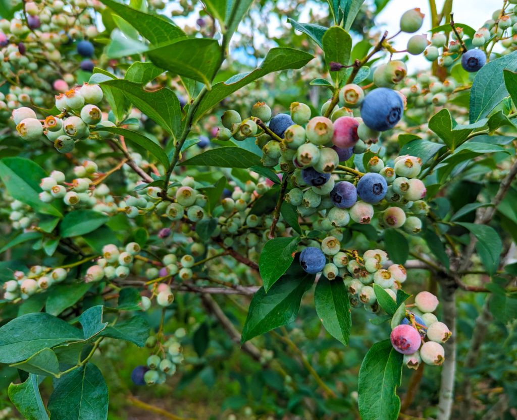 Unripe blueberries